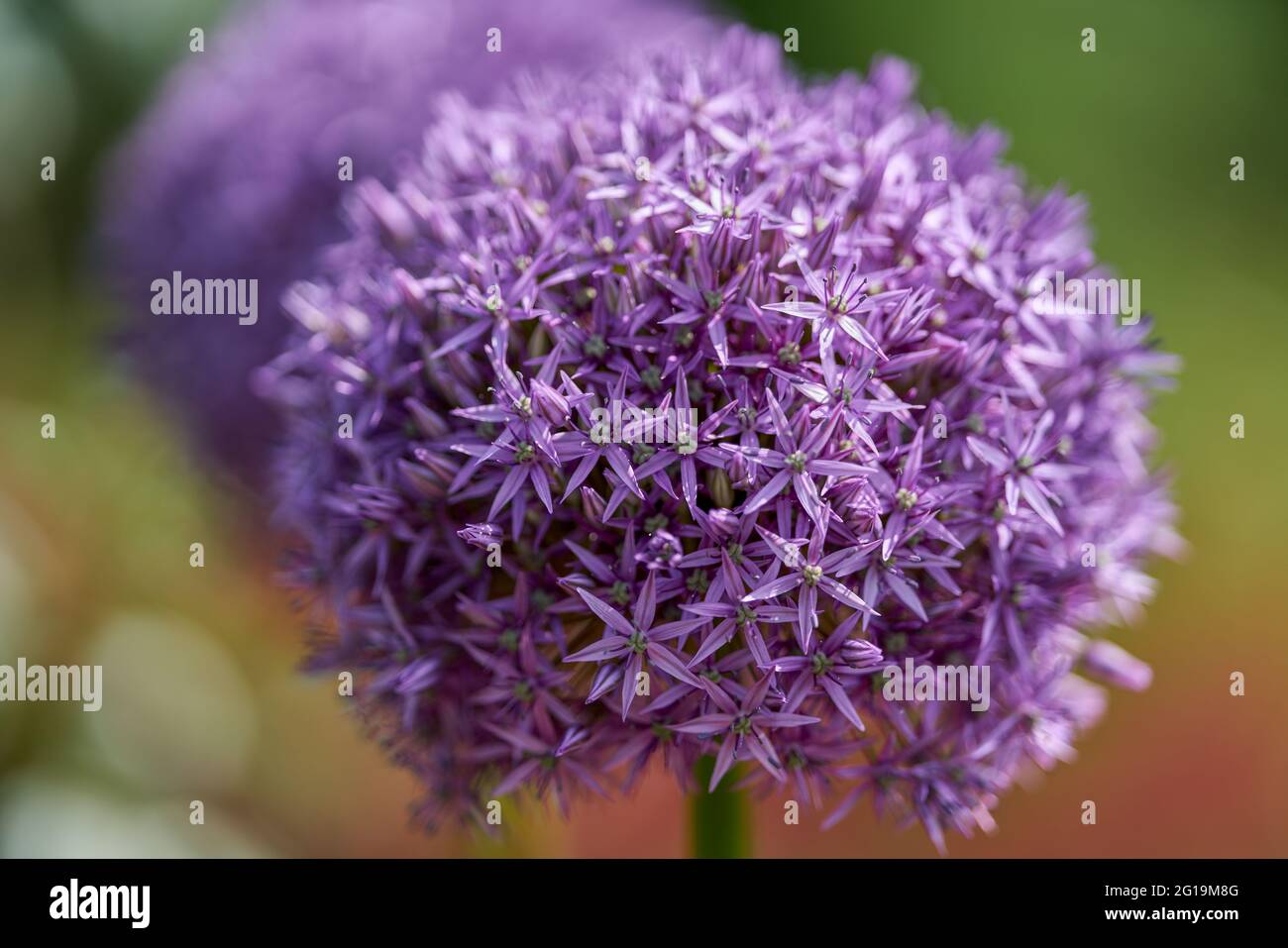 Giant garlic flower flowers close up Allium giganteum Stock Photo Alamy
