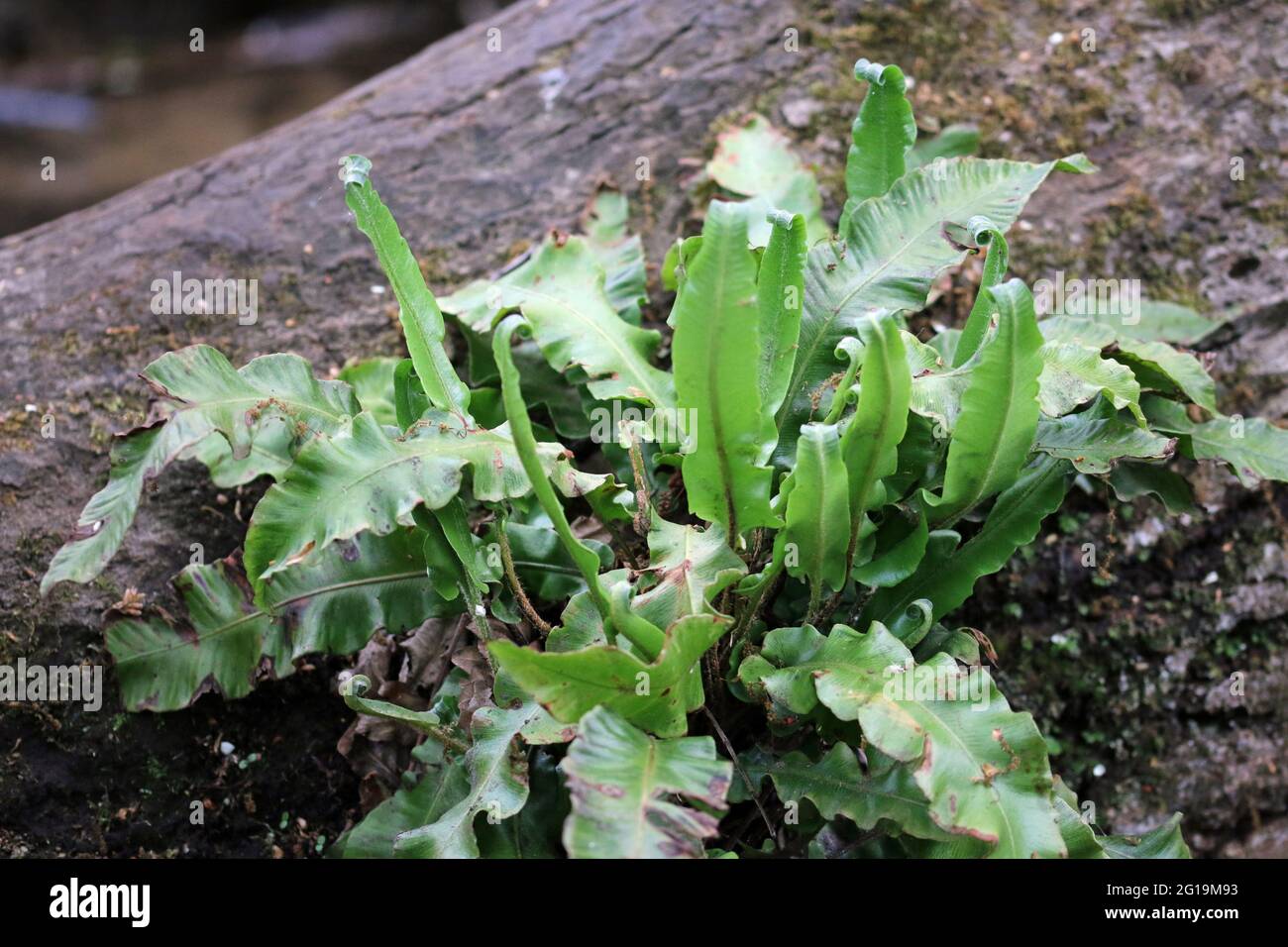 Harts tongue fern, Asplenium scolopendrium, fronds with a tree trunk and stream in the background. Stock Photo