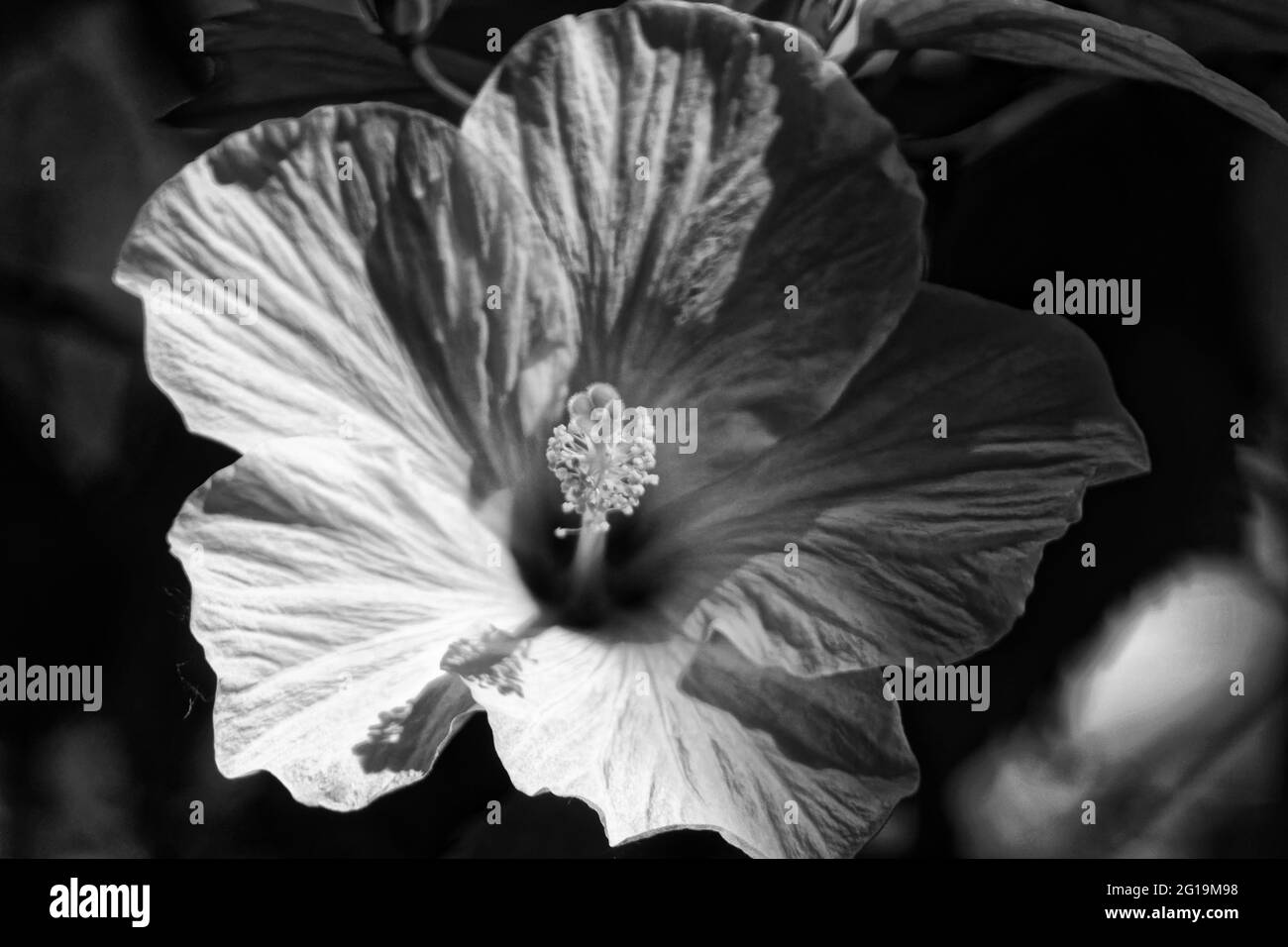 Photo Chinese hibiscus, or Hibiscus (Latin Hibiscus rosasinensis