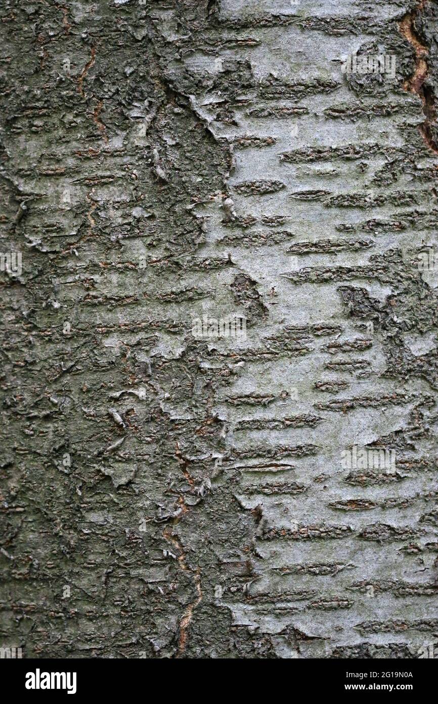 Wild cherry, Prunus avium, tree bark with horizontal lenticel stripes which could be used as a background or texture. Stock Photo