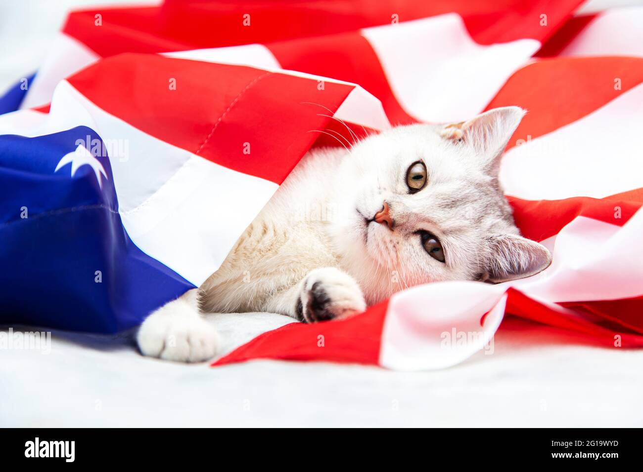 The silver British cat lies on the American flag. Patriotic cat. USA symbol. Waiting for the Independence Day. Stock Photo