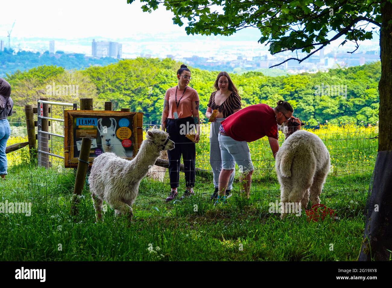 Summer at Alpaca farm in Sheffield, South Yorkshire, North of England, UK Stock Photo
