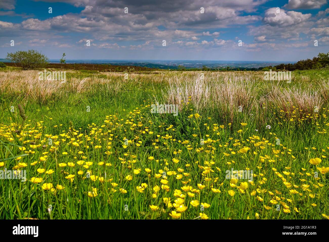 The green city of Sheffield, seen from the west, Ringinglow. South Yorkshire, North of England, UK with yellow buttercups in the foreground Stock Photo