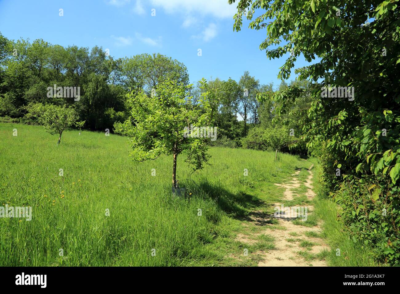 Apple trees and footpath in No Man's Orchard along the North Downs Way, Chartham Hatch, Canterbury, Kent, England, United Kingdom Stock Photo