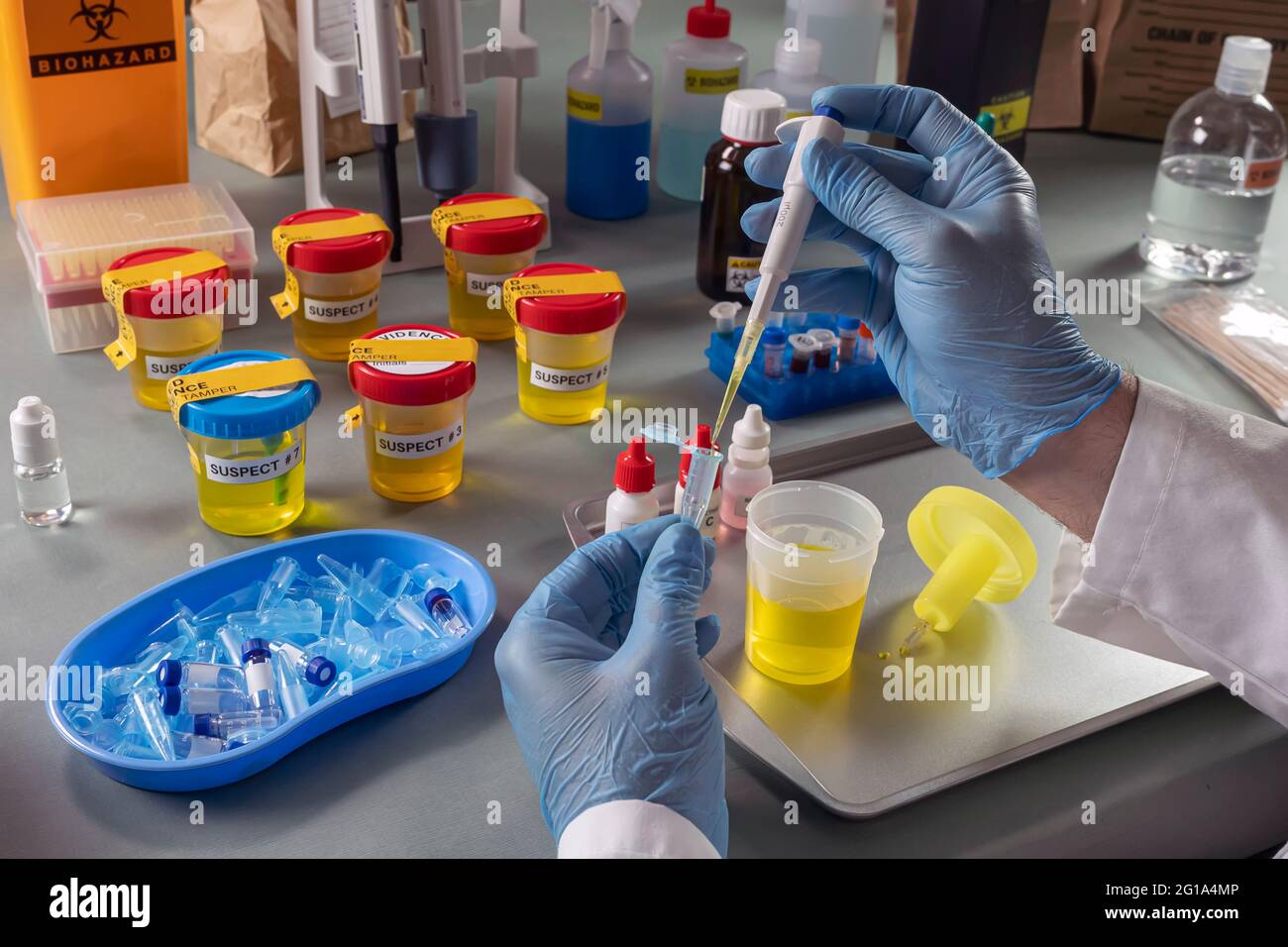 Forensic police analyse several containers of human urine of labelled murder suspects in each, conceptual image. Stock Photo