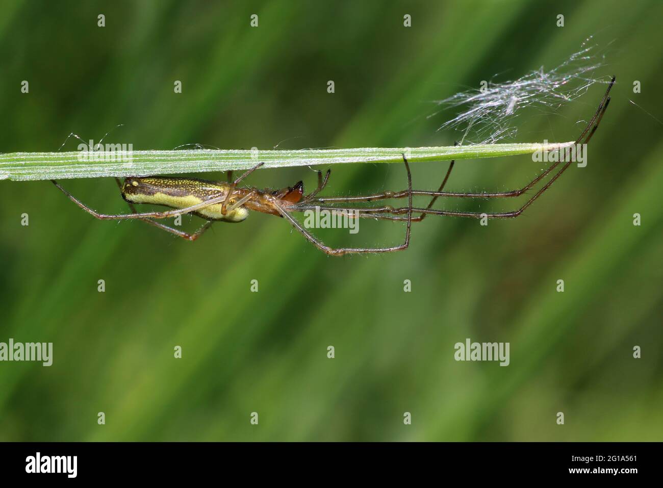 Common Stretch-spider Tetragnatha extensa Stock Photo