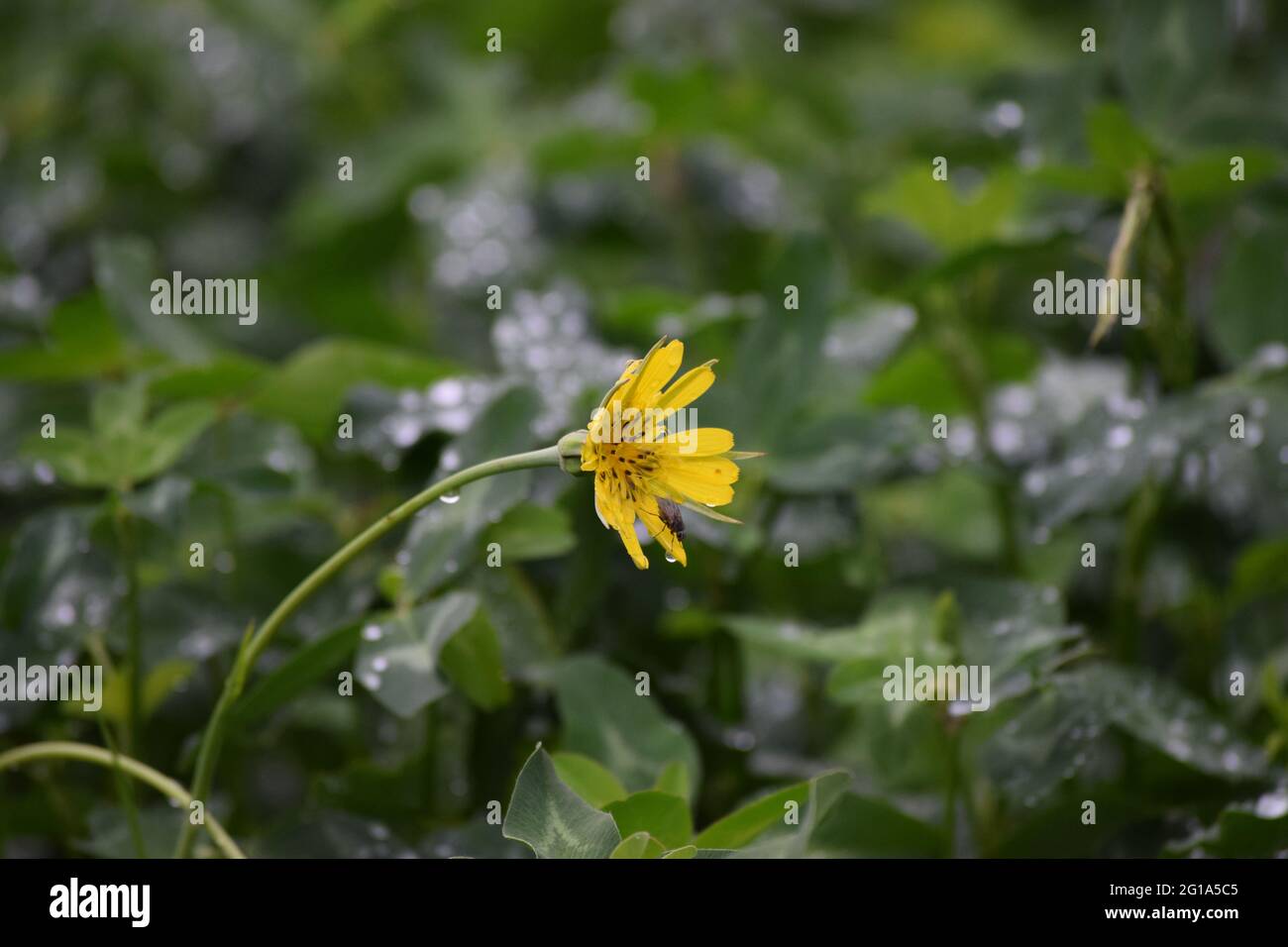 Field marigold with Insect after Downpour Stock Photo