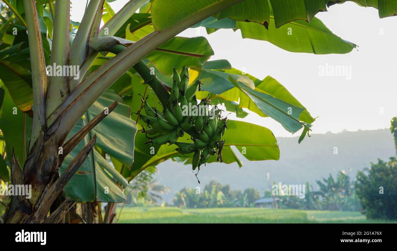 Close up of tropical plants in the morning Stock Photo