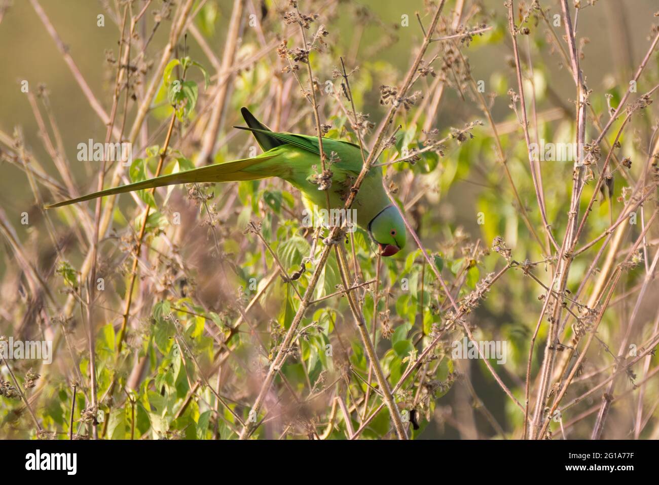 A beautiful green colored male Rose-ringed parakeet (Psittacula krameri), perched on some dead vegetation in the wild. Also called the Ring-necked par Stock Photo