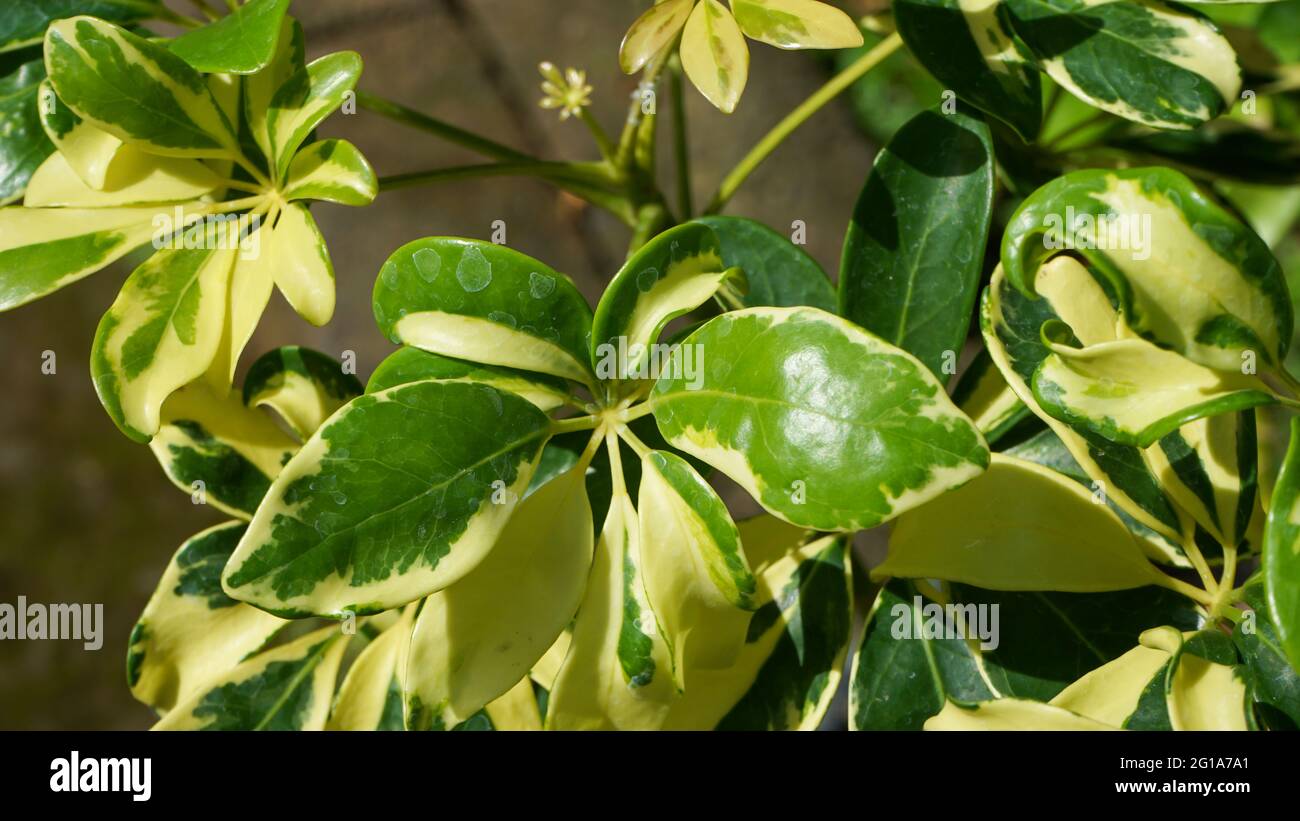 Close up of tropical plants in the morning Stock Photo