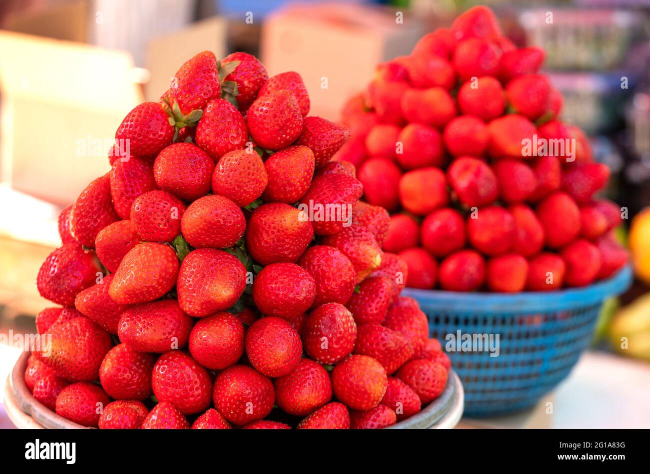 Close up  of freshly harvested red Strawberry ,Fragaria ,fruits  displayed by street venders for sale in Mahabaleshwar ,  Maharashtra Stock Photo