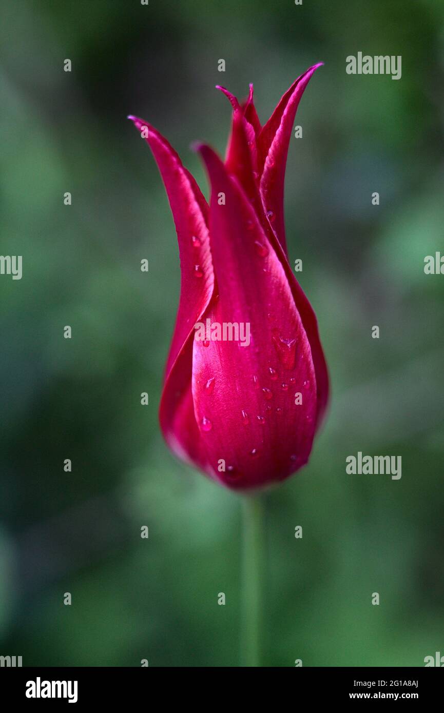 A closeup shot of pink Liliales on a blurred background Stock Photo