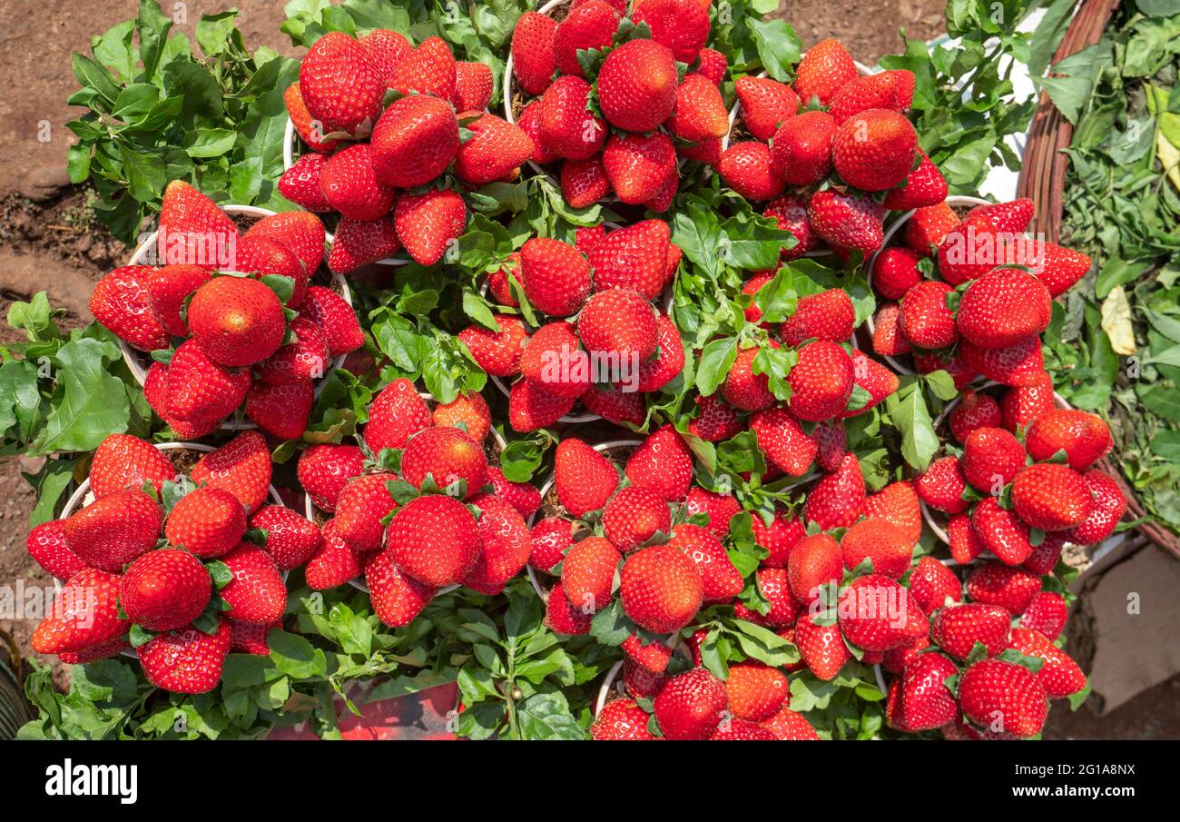 Close up top view of freshly harvested Strawberries   Fragaria ,fruits displayed by street venders for sale in Mahabaleshwar, Maharashtra Stock Photo