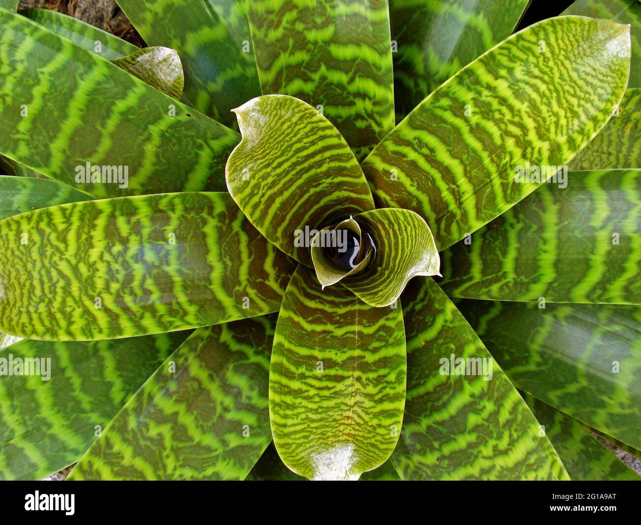 Green bromeliad (Vriesea hieroglyphica) on tropical garden Stock Photo