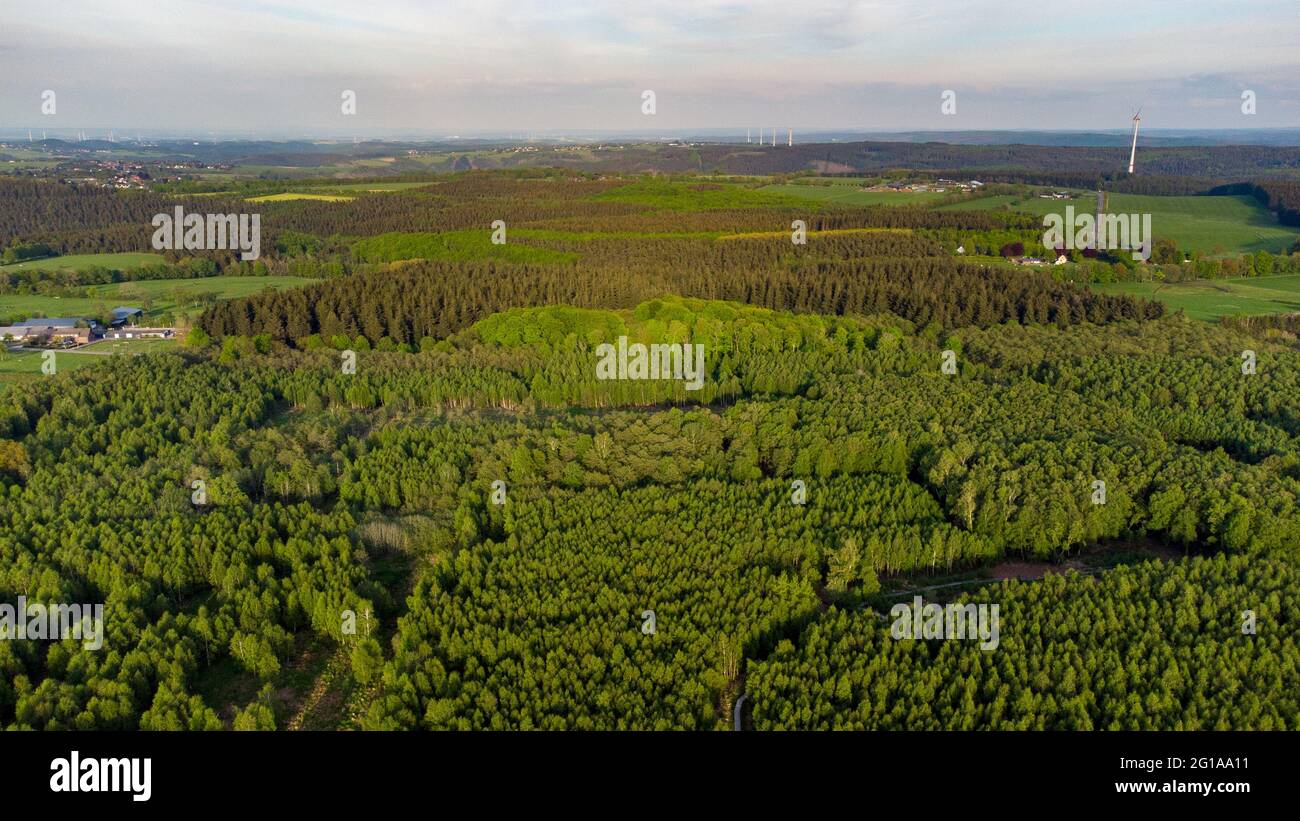 Aerial view of the forest of Todtenbruch Moor  in the Raffelsbrand region in the Eifel region. Stock Photo