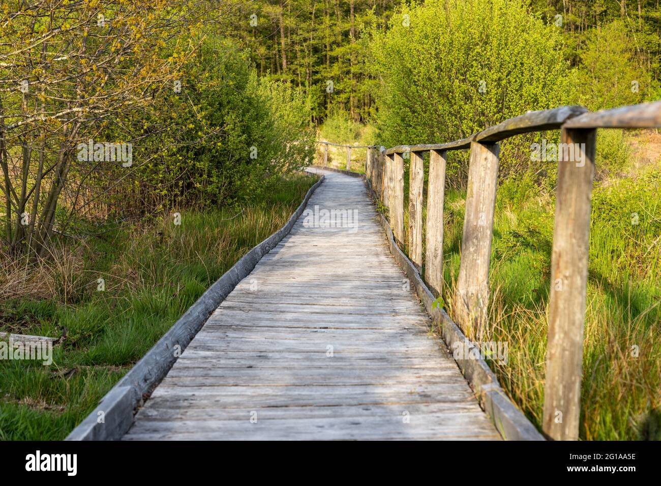 Hiking trail on wooden boardwalks through the Todtenbruch Moor in the Raffelsbrand region in the Eifel region. Stock Photo