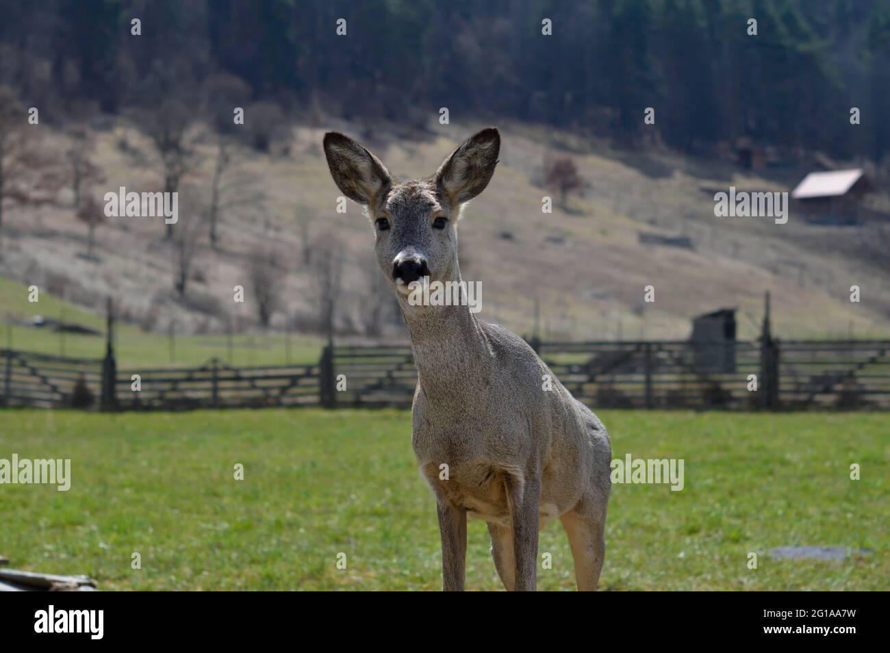 Roe doe deer young spring hi-res stock photography and images - Alamy