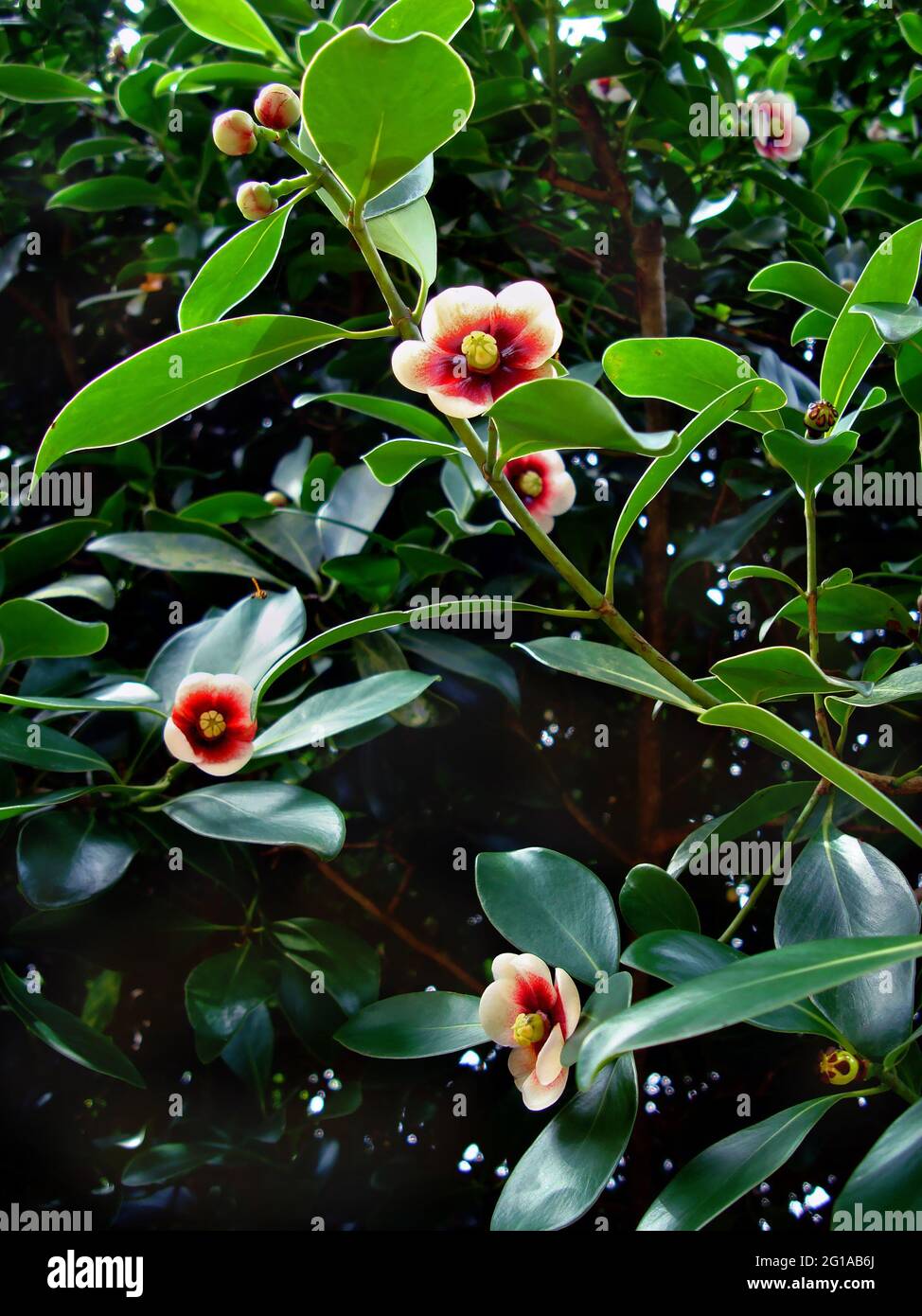 Clusia flowers on tree (Clusia lanceolata) Stock Photo