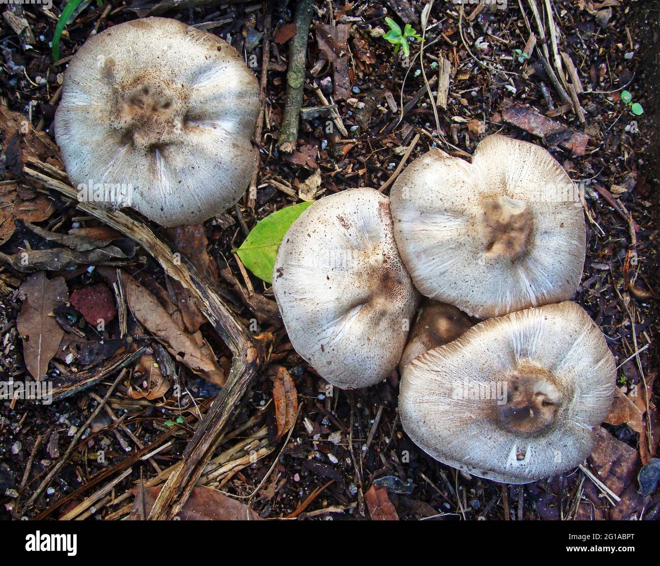 Tropical rainforest ground fungi hires stock photography and images