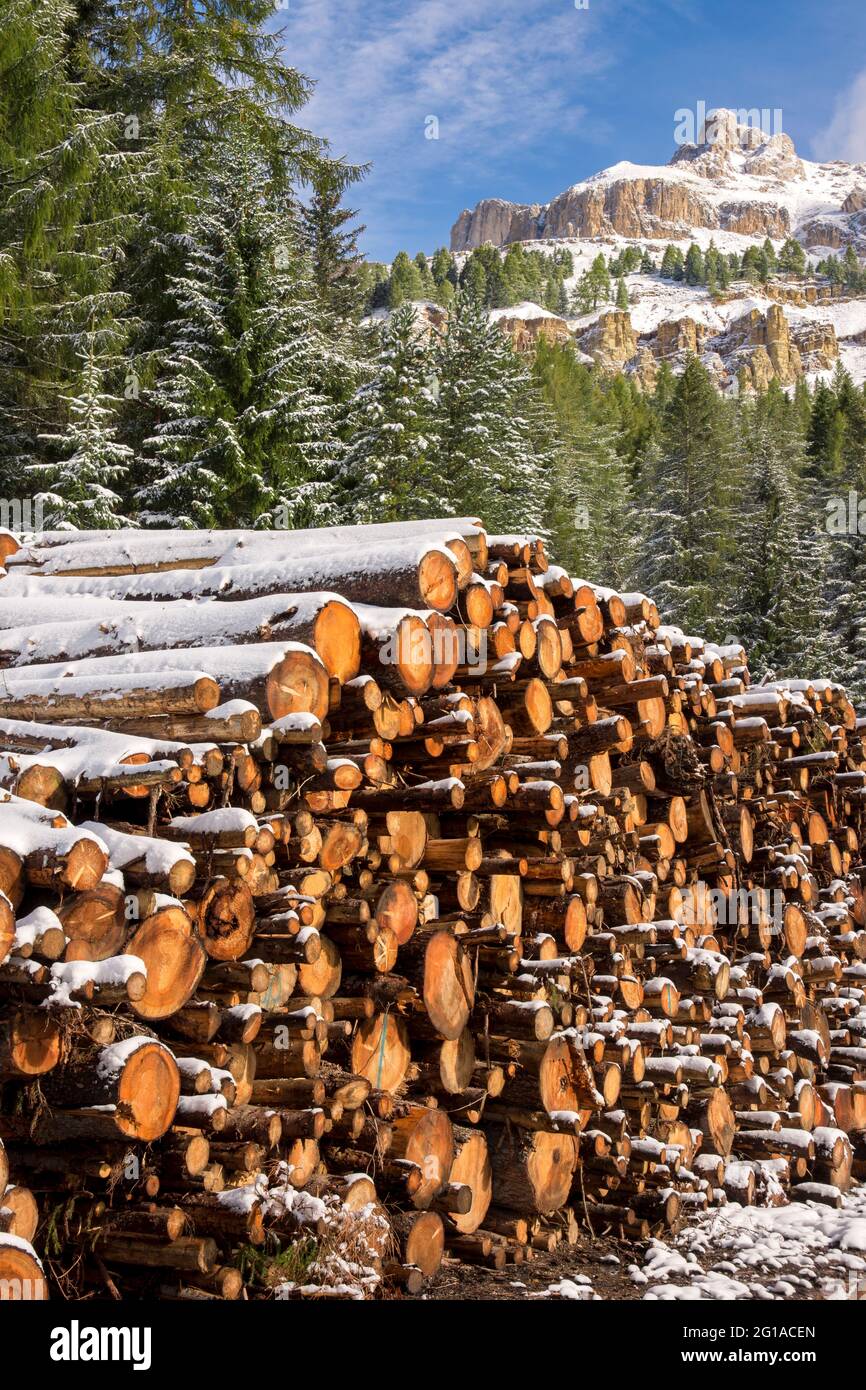 huge piles of logs for a lumber factory in Carezza in Trentino Alto Adige in Italy Stock Photo