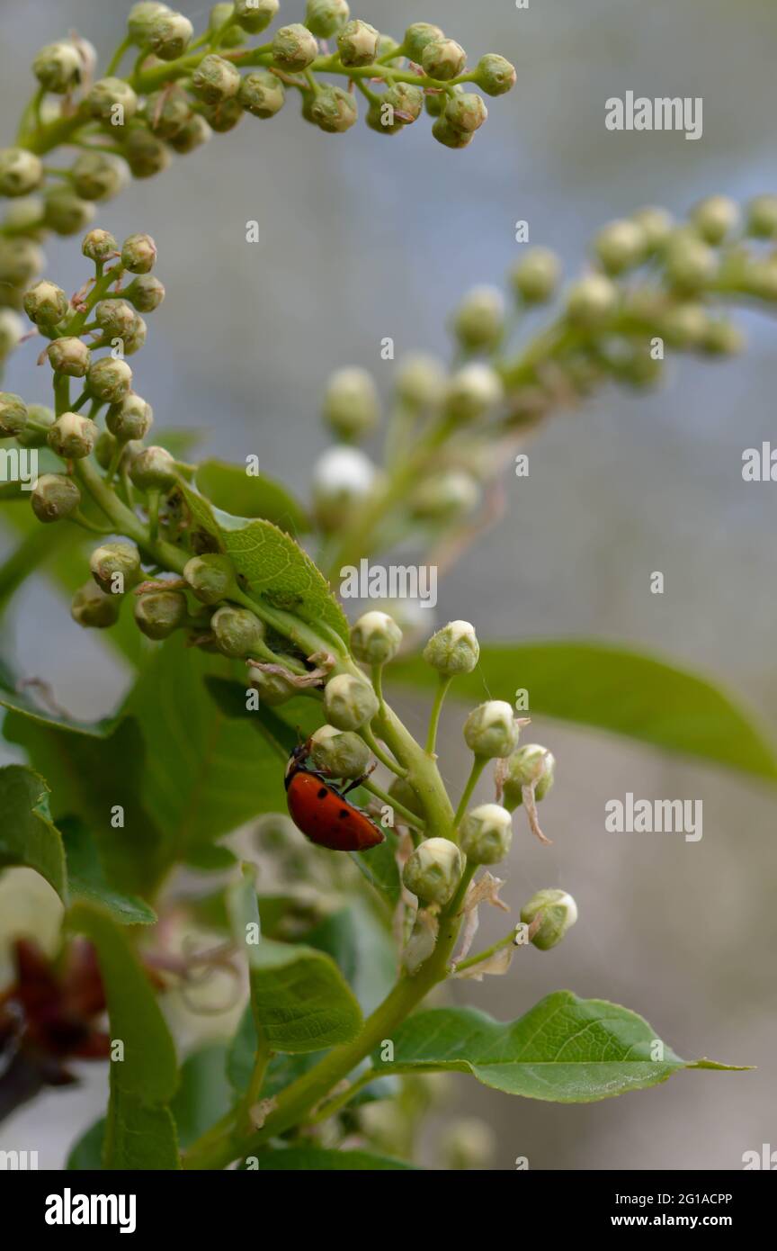 Ladybug in natrue, small red bug in nature close up Stock Photo