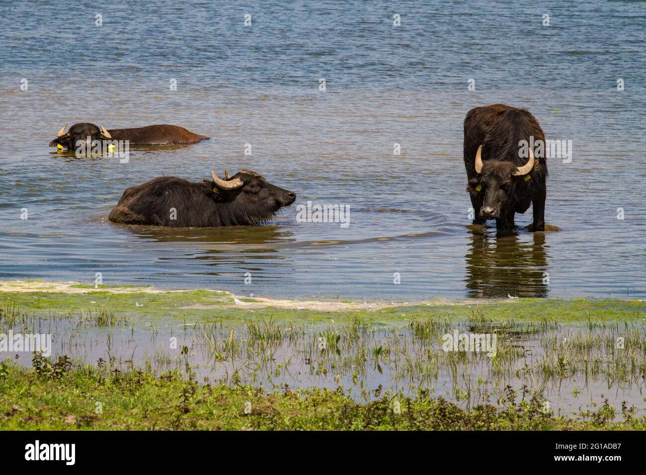 water buffalos in the nature reserve Bislicher Insel on the Lower Rhine near Xanten, floodplain landscape, North Rhine-Westphalia, Germany.  Wasserbue Stock Photo