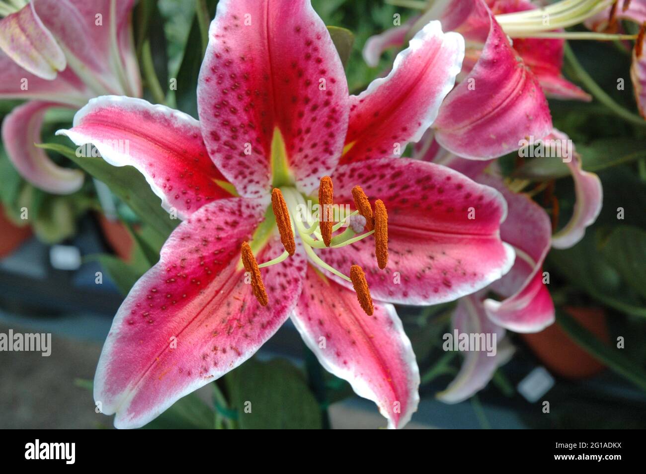 Closeup of a pink day lily with white edging Stock Photo