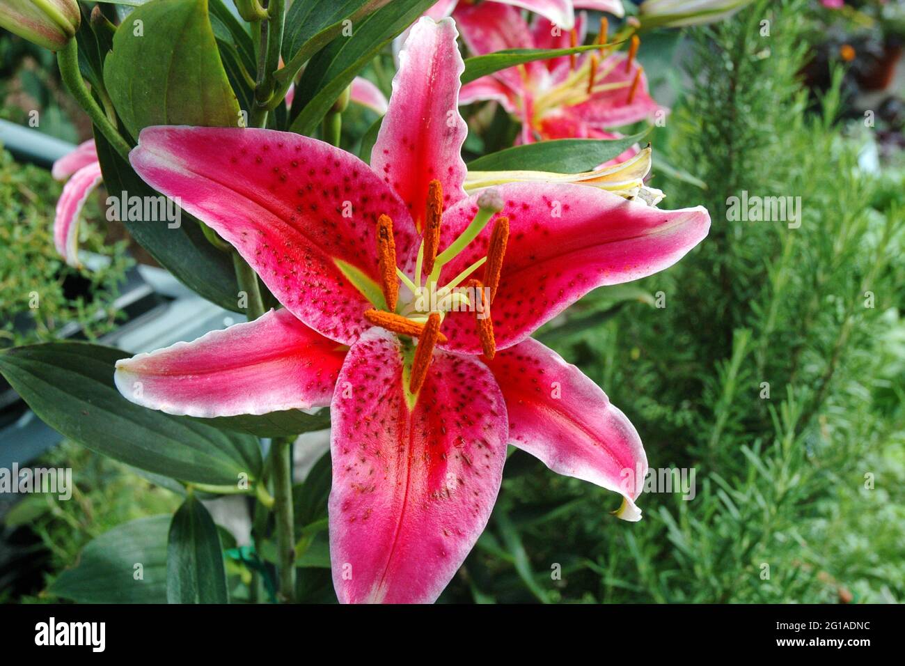 Closeup of a pink day lily with white edging Stock Photo