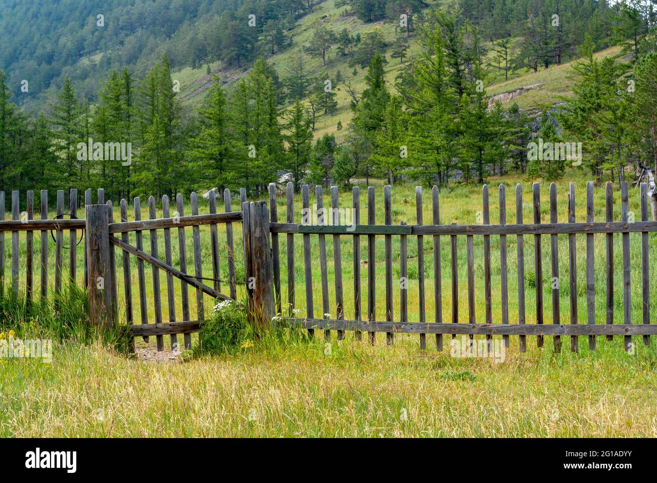 Old Russian wooden fence with rickety gate made of sparse boards. Green ...