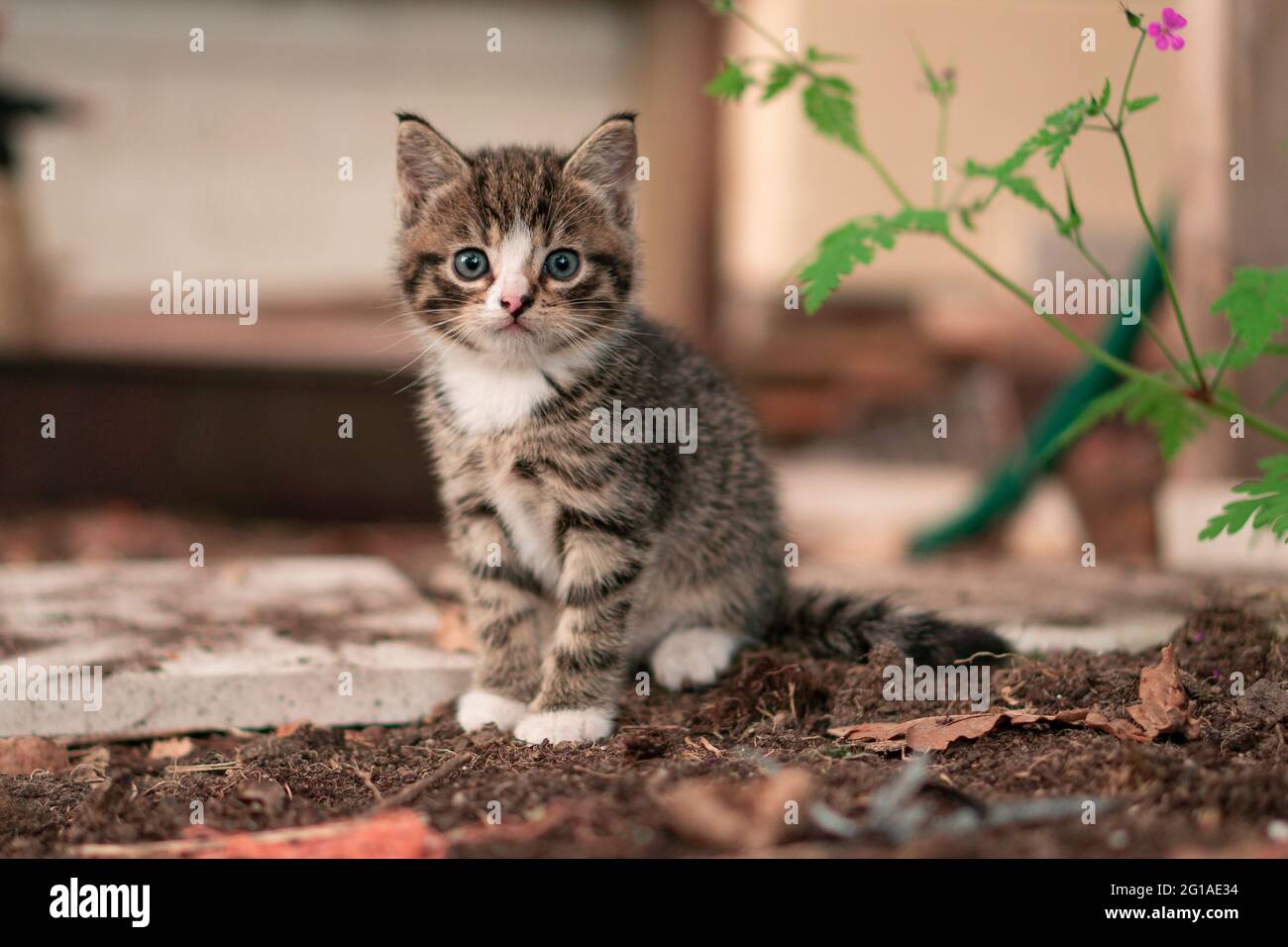 Kitten with blue eyes sitting on dirt. Small Cat Baby with a small flower next to it. Stock Photo