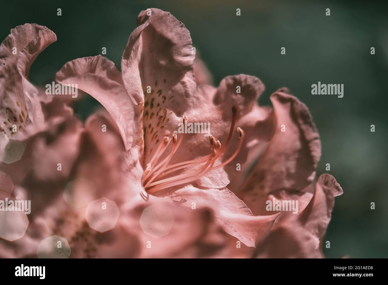 Pink Rhodos Pink rhodies hi-res stock photography and images - Alamy