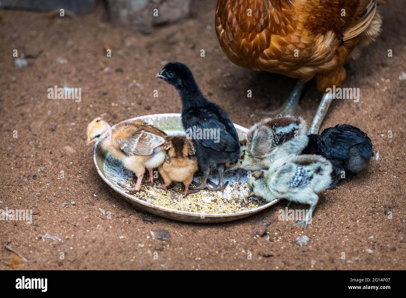 Mother hen with baby chicks feeding in the rural yard. Stock Photo