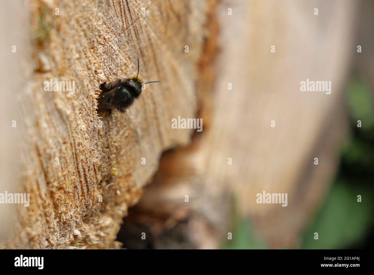 Bumble Bee in Wood Log Stock Photo Alamy