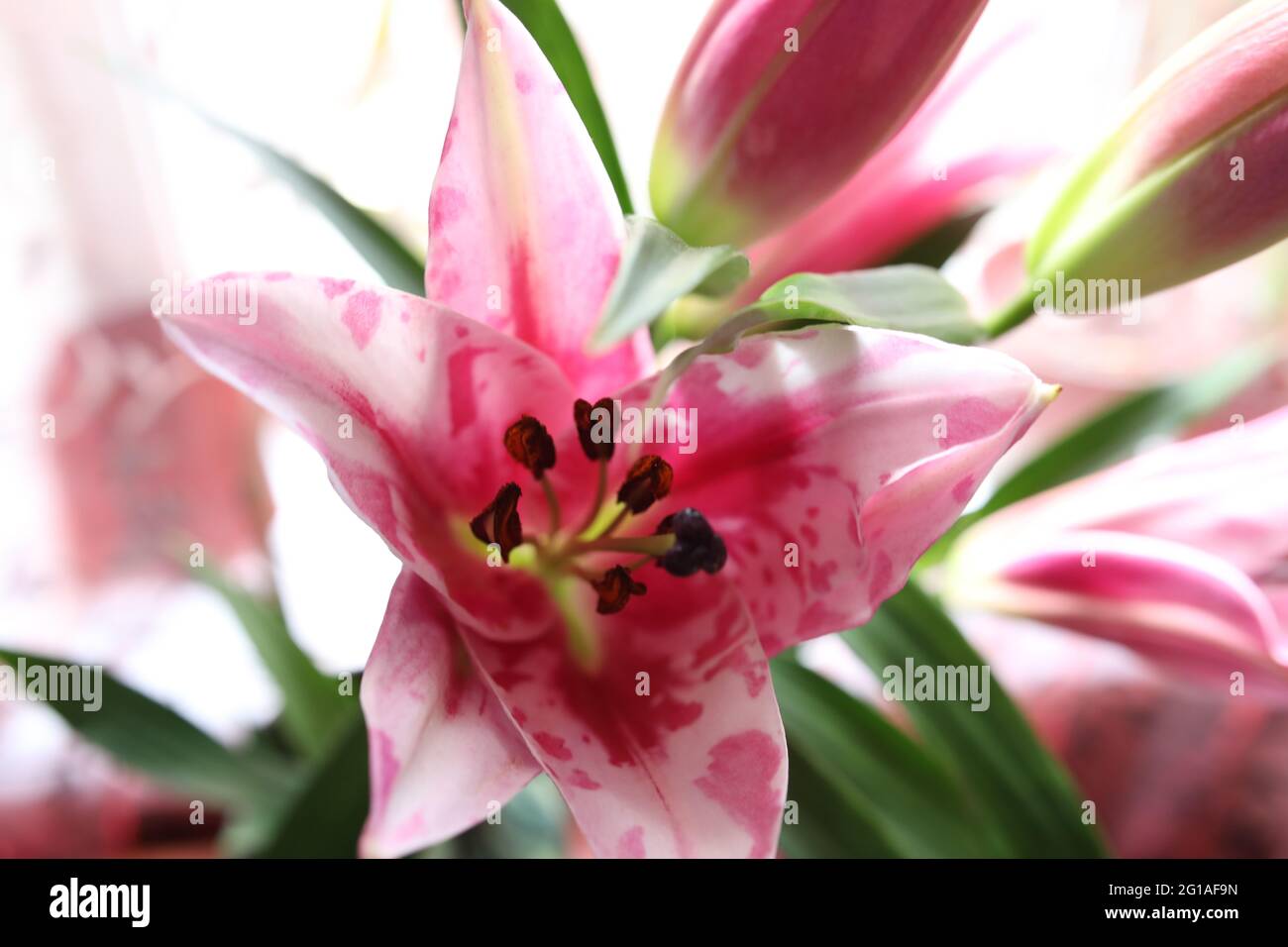 large blooming homemade pink lilies bloom and smell Stock Photo Alamy
