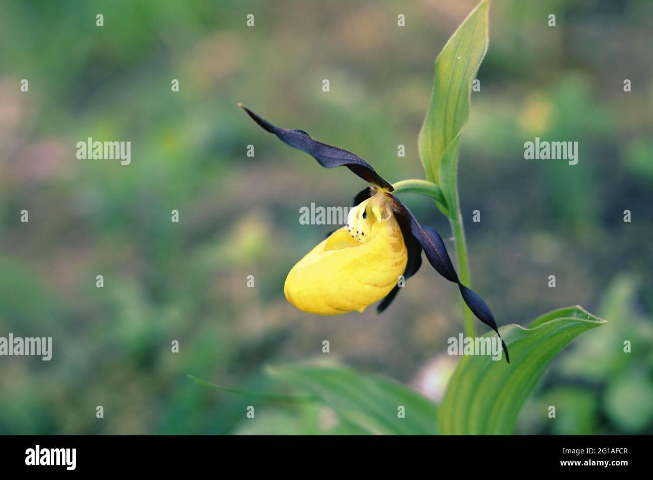 Pedilanthus macrocarpus hi-res stock photography and images - Alamy