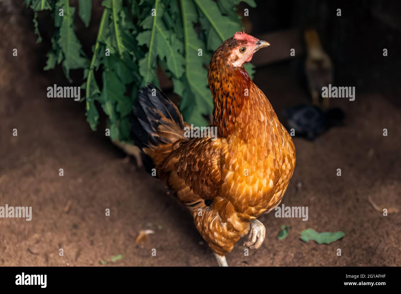 Mother hen with baby chicks feeding in the rural yard. Stock Photo