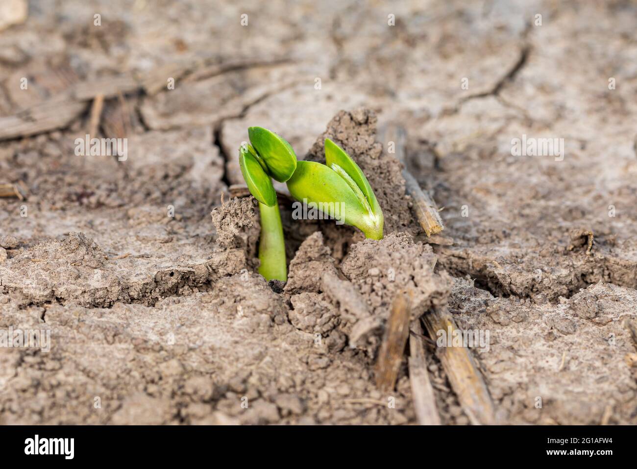 Soybean plant emerging in farm field. Concept of soybean planting season, precision agriculture and farming. Stock Photo