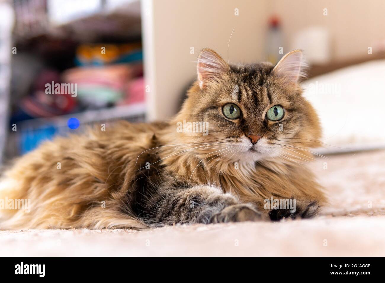 closeup shot of a brown cat with green eyes lying on a sofa Stock Photo ...