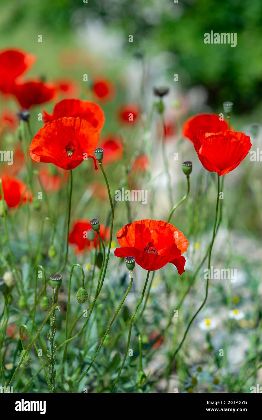 Poppy flowers in a meadow Stock Photo