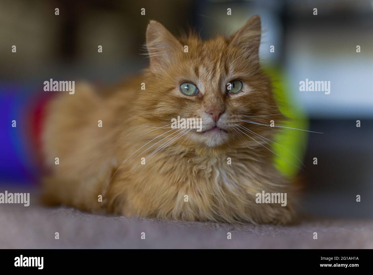 fluffy ginger cat lying on wooden floor in profile Stock Photo - Alamy