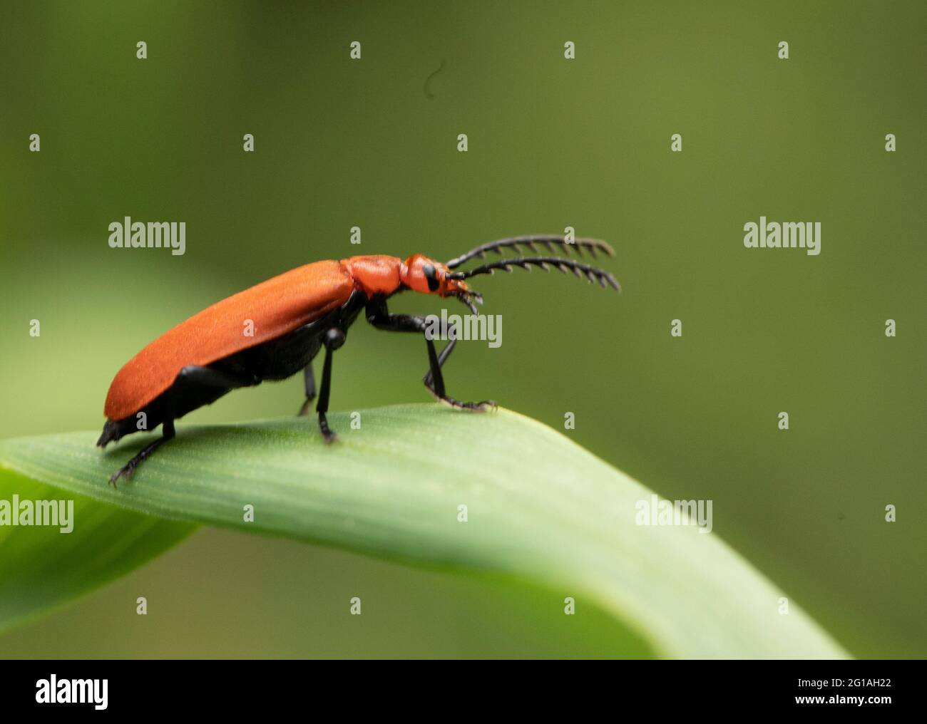 Cardinal Beetle, Red Beetle, perched on a leaf, Britain, Spring Stock Photo