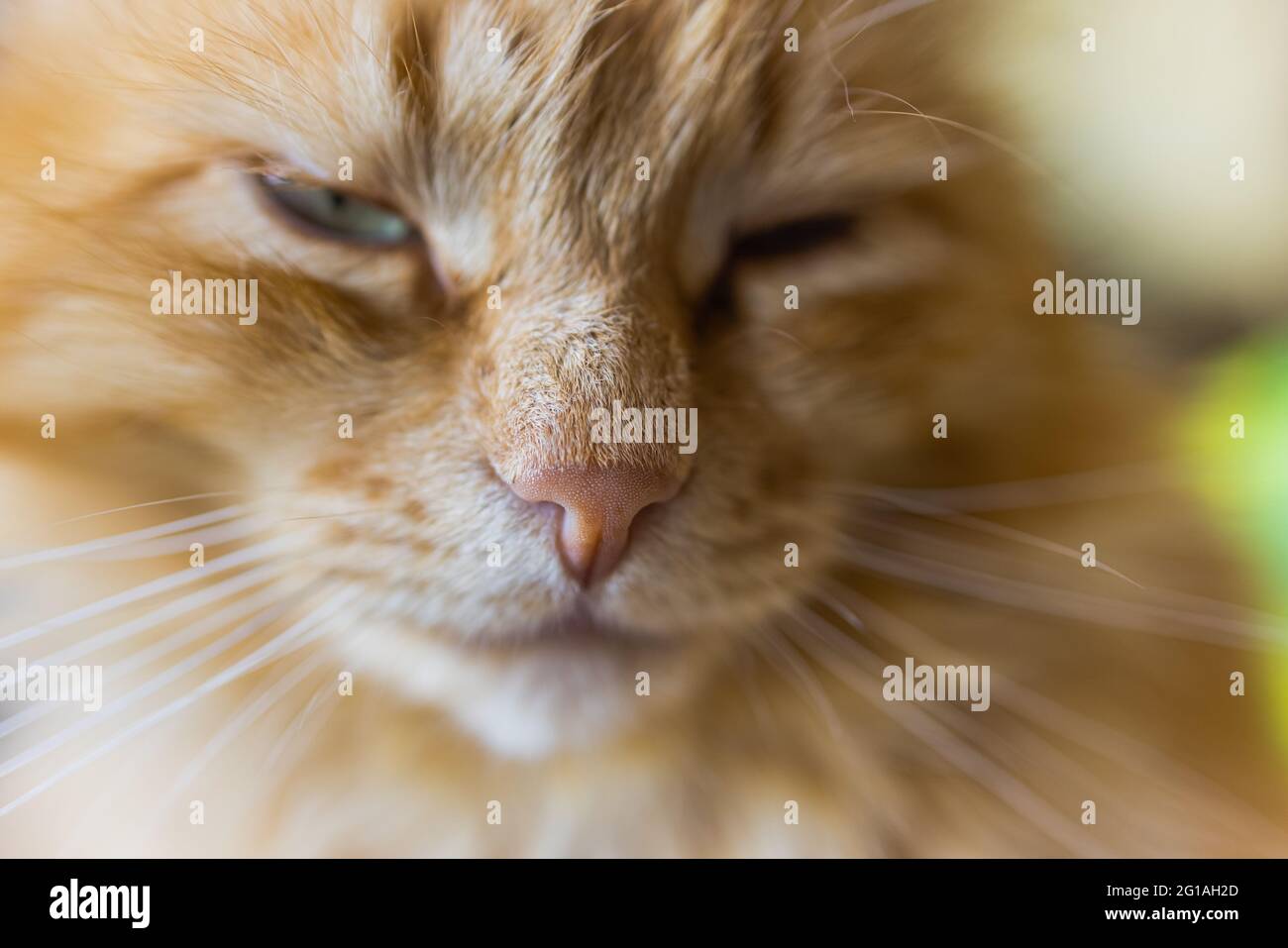 fluffy ginger cat lying on wooden floor in profile Stock Photo - Alamy