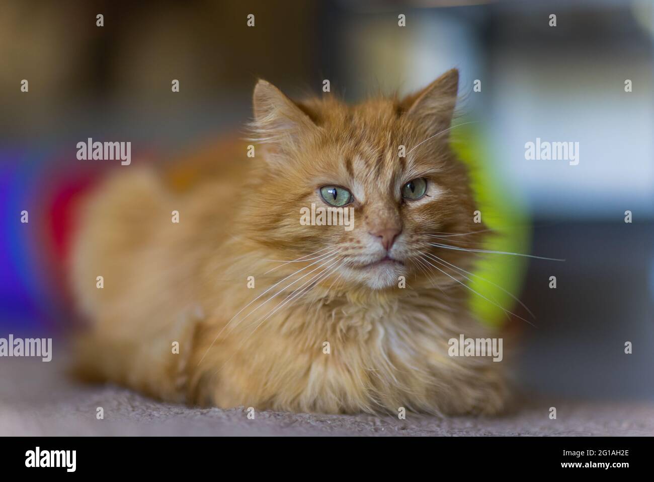 fluffy ginger cat lying on wooden floor in profile Stock Photo - Alamy