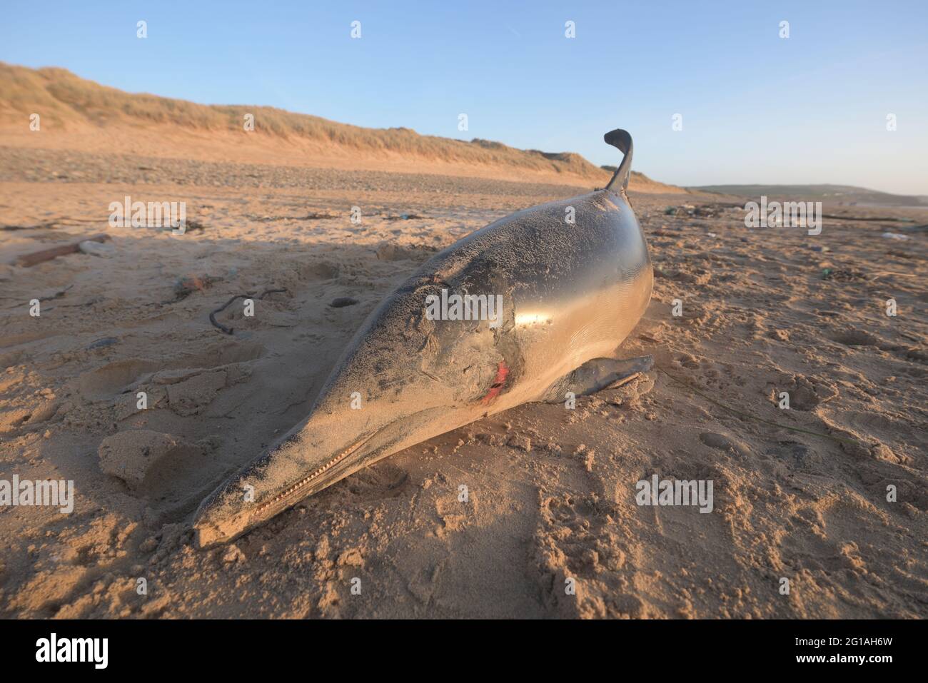 Dead short-beaked common dolphin washed ashore on Freshwater West, Pembrokeshire, Wales, UK Stock Photo