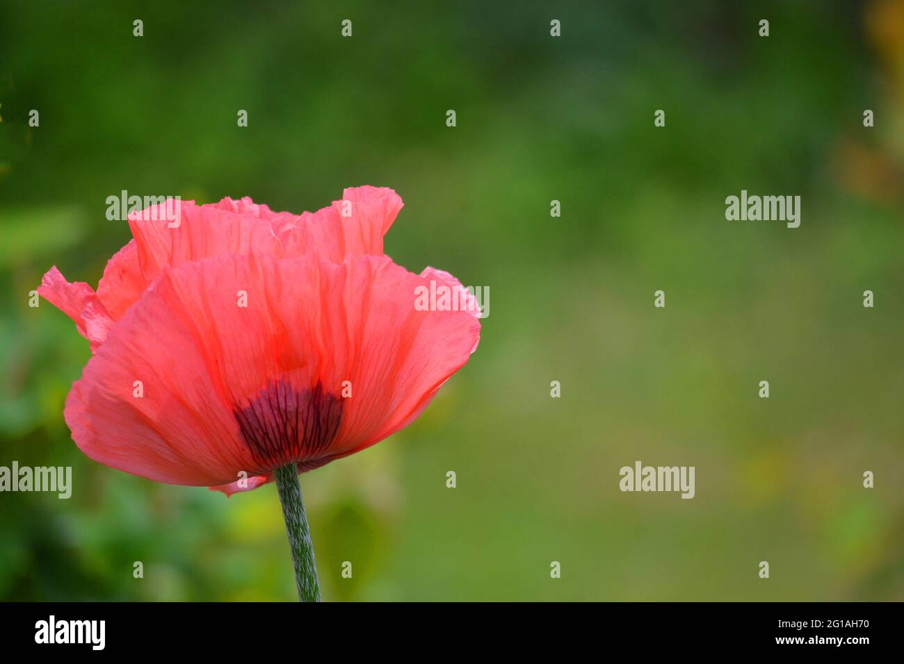 Papaver orientale, oriental poppy Stock Photo