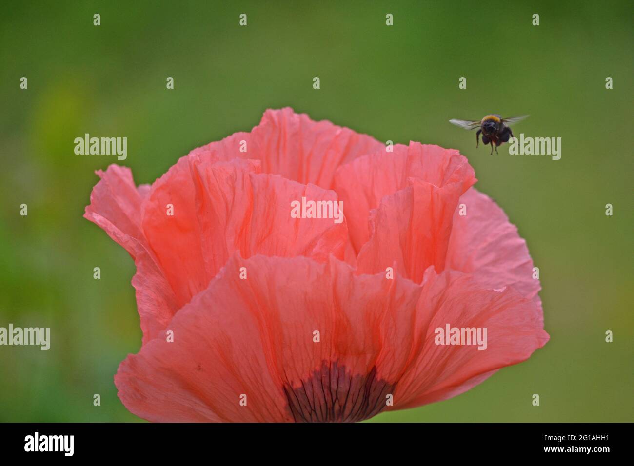 Oriental poppy, Papaver orientale visited by a bee Stock Photo