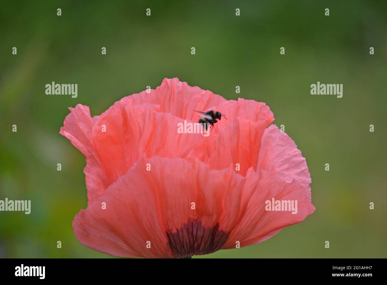 Oriental poppy, Papaver orientale visited by a bee Stock Photo