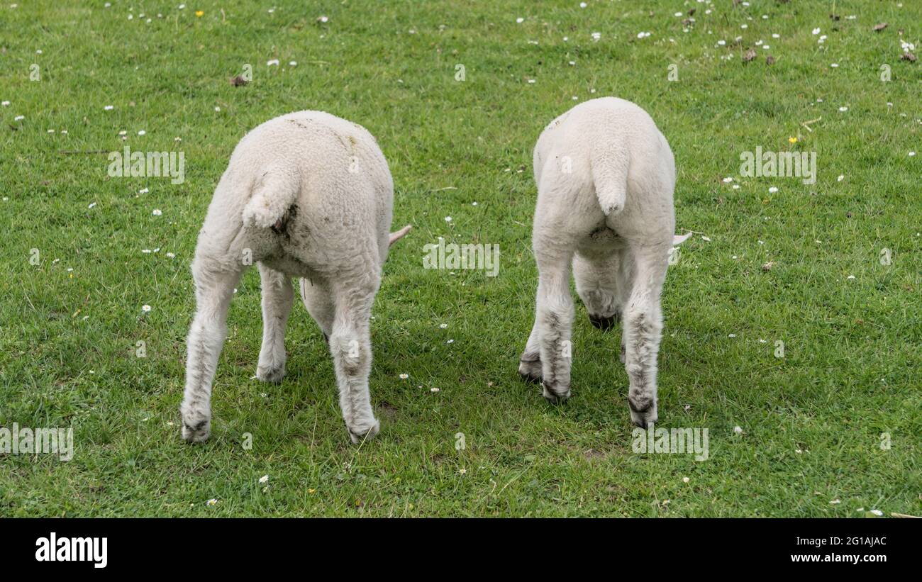 A Shake of Two Lambs' Tails Stock Photo Alamy