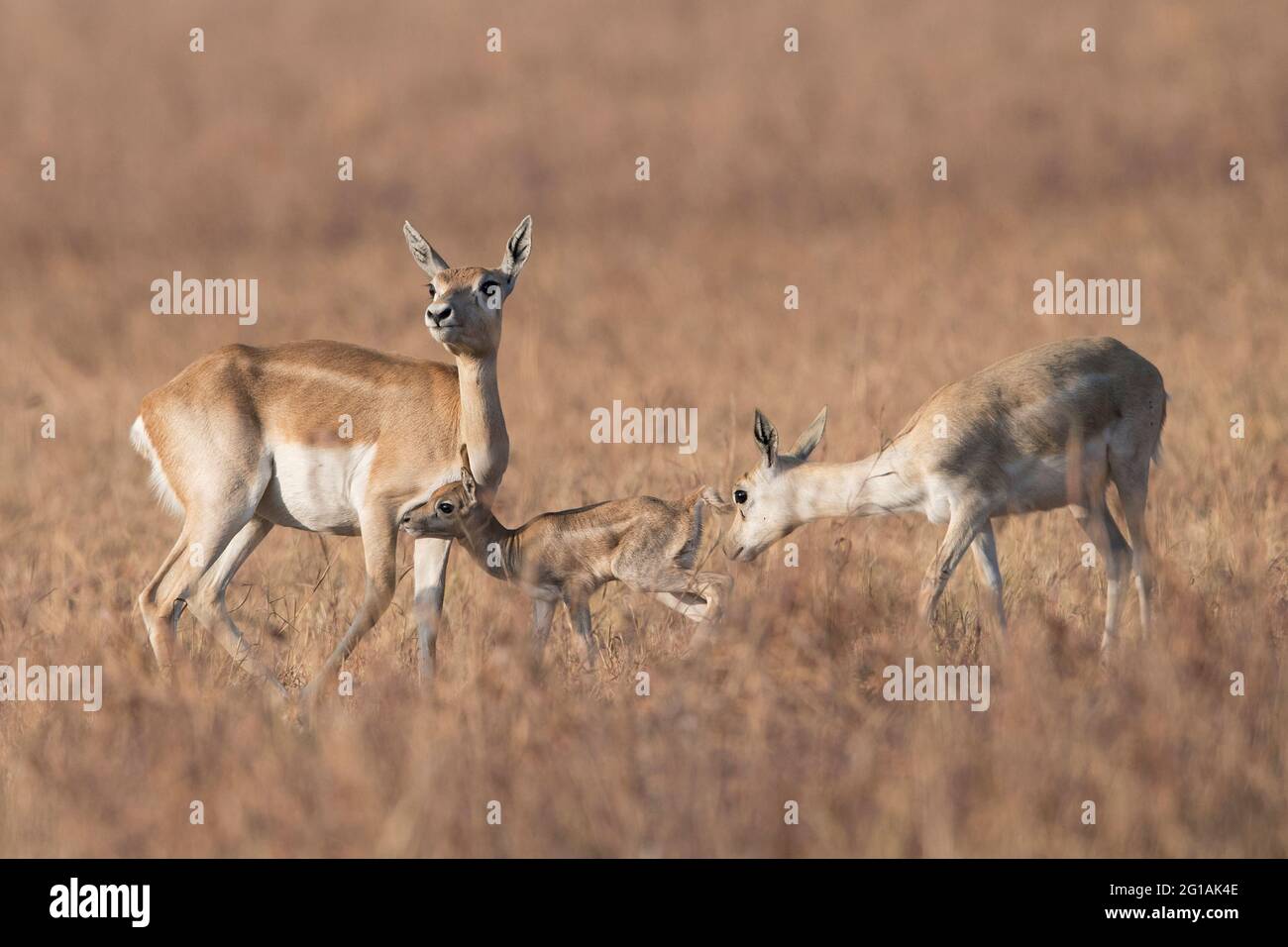The image of  Blackbuck (Antilope cervicapra) at Velavadar national park, Gujarat, India, Asia Stock Photo