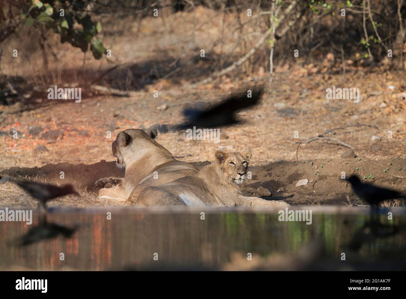 Asiatic lion cub panthera leo persica at gir national park hires stock